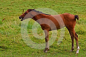 A warm-blooded foal of trotting horse