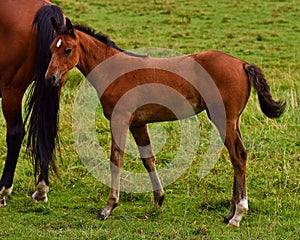 A warm-blooded foal of trotting horse