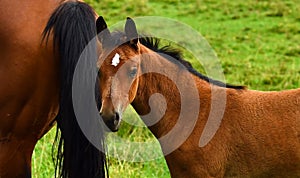 A warm-blooded foal of trotting horse