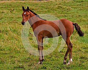 A warm-blooded foal of trotting horse