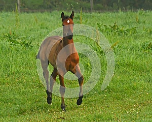 A warm-blooded foal of trotting horse