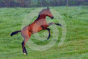 A warm-blooded foal of trotting horse