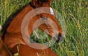 A warm-blooded foal of trotting horse, in close-up of the head