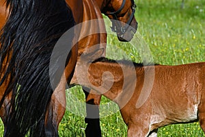 A warm-blooded foal of trotting horse, drinking milk from his mother