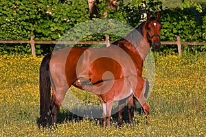 A warm-blooded foal of trotting horse, drinking milk from his mother