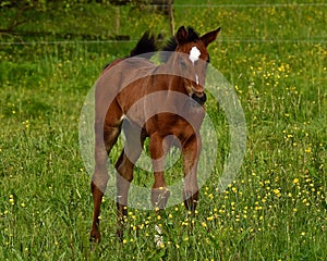 A warm-blooded foal of trotting horse photo