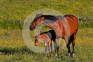 A warm-blooded foal of trotting horse