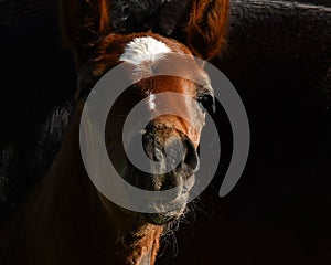 A warm-blooded foal of trotting horse