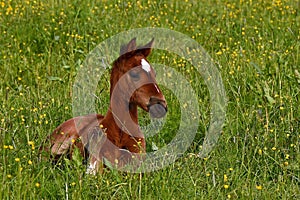 A warm-blooded foal of trotting horse photo