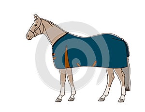Warm blooded horse dressed in rug
