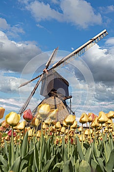 Warm and Calm windmill sunrise