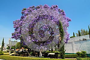 Jacaranda mimosifolia blooming in Mexico. photo