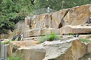 Warm climates penguins walk on rocks in the paddock zoo