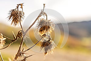 warm closeup of dry flowers in rhoen, hesse, germany