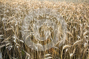 Warm colored golden ripe for harvesting wheat field. Agriculture, farming and rich harvest concept