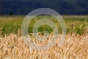 Warm colored golden yellow ripe wheat ears field on sunny summer day on soft blurred green meadow and dark blue sky background. Ag