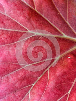 Warm-colored leaf close up