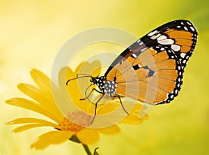 Warm-colored plain tiger butterfly, Danaus chrysippus, on a marigold flower on yellow blured background.