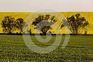 A warm day in the countryside. Yellow and green field, Poland