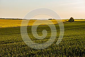 A warm day in the countryside. Yellow and green field, Poland