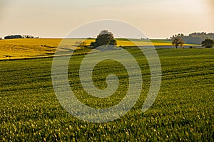 A warm day in the countryside. Yellow and green field, Poland