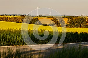 A warm day in the countryside. Yellow and green field, Poland