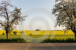 A warm day in the countryside. Yellow and green field, Poland