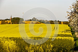 A warm day in the countryside. Yellow rape field at sunset