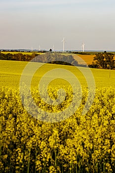 A warm day in the countryside. Yellow rape field at sunset