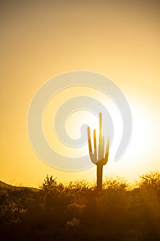 A Warm Desert Sunset Under a Cloudless Sky