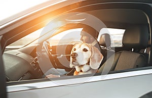 Warm dressed man enjoying the modern car driving with his beagle