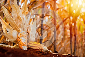 Warm embrace of orange sunlight, the corn on the ground of the dry corn field exudes a golden radiance