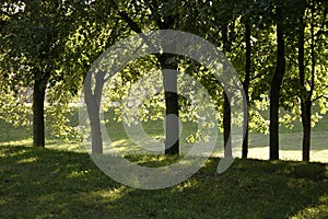 Warm evening in the park