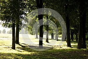 Warm evening in the park II