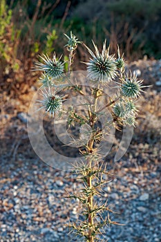 Warm evening sunlight on a Cyprian Donkey Thistle