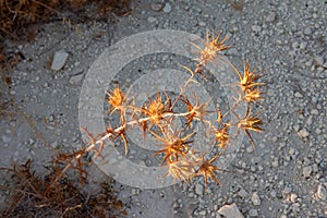 Warm evening sunlight on a dead Cyprian Donkey Thistle