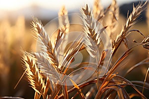 Warm glow of daybreak illuminating a rustic wheat landscape, go green images