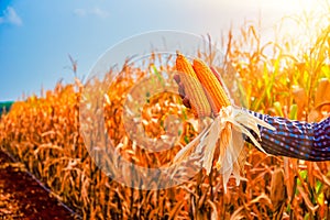 Warm glow of orange sunlight the farmer's hands hold corn in the dry corn field.