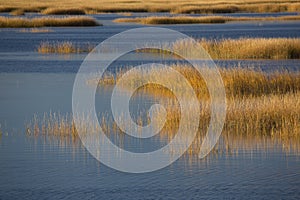 Warm glow of sunset on marsh at Milford Point, Connecticut.