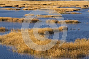 Warm glow of sunset on marsh at Milford Point, Connecticut.