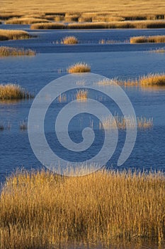 Warm glow of sunset on marsh at Milford Point, Connecticut.