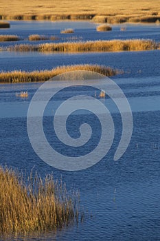 Warm glow of sunset on marsh at Milford Point, Connecticut.