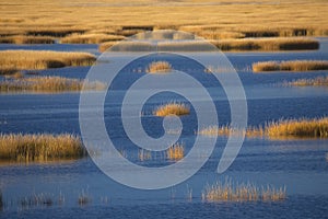 Warm glow of sunset on marsh at Milford Point, Connecticut.