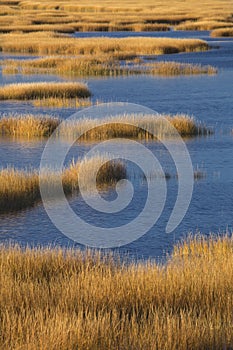 Warm glow of sunset on marsh at Milford Point, Connecticut.