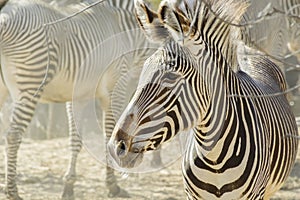 Warm hazy afternoon highlights small herd of Zebras at a local zoo