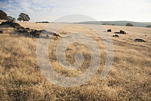 Warm hazy summer day in the foothills of California.