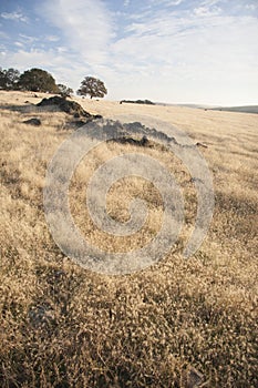 Warm hazy summer day in the foothills of California.