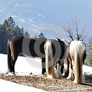 Warm horse get-together in icy mountains
