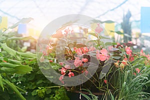 Warm and humid artificial climate in the greenhouse