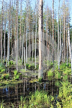 A warm July day at HÃ¶trÃ¤sket in LuleÃ¥